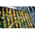 Industrial dried mango processing machine